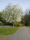 Weissdorn 2