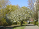 Weissdorn